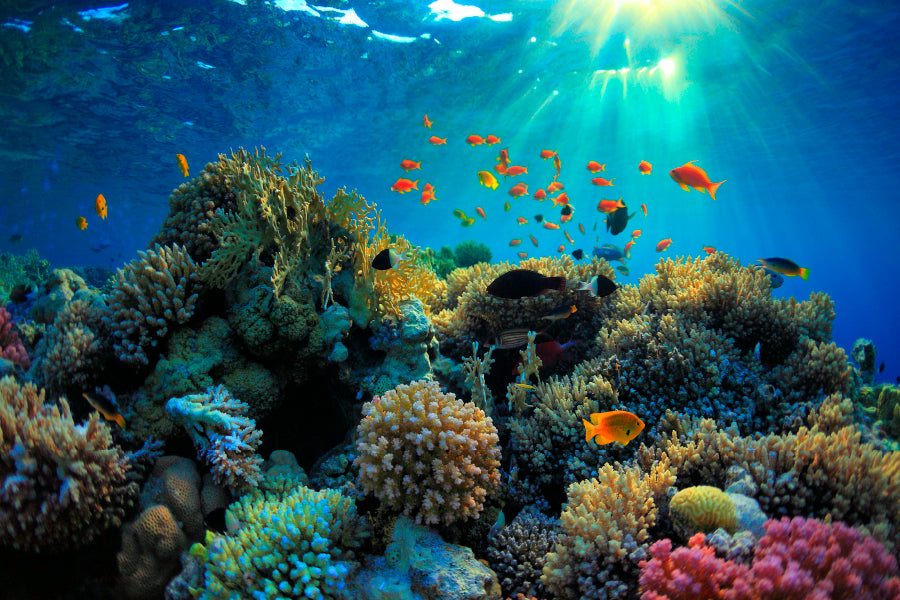 Beautiful Coral Reef and Mach Fish Acrylic Glass Print Tempered Glass Wall Art 100% Made in Australia Ready to Hang - Bella Home Decor