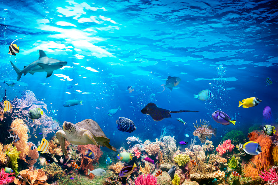Underwater Scene with Coral Reef and Exotic Fishes Acrylic Glass Print Tempered Glass Wall Art 100% Made in Australia Ready to Hang - Bella Home Decor