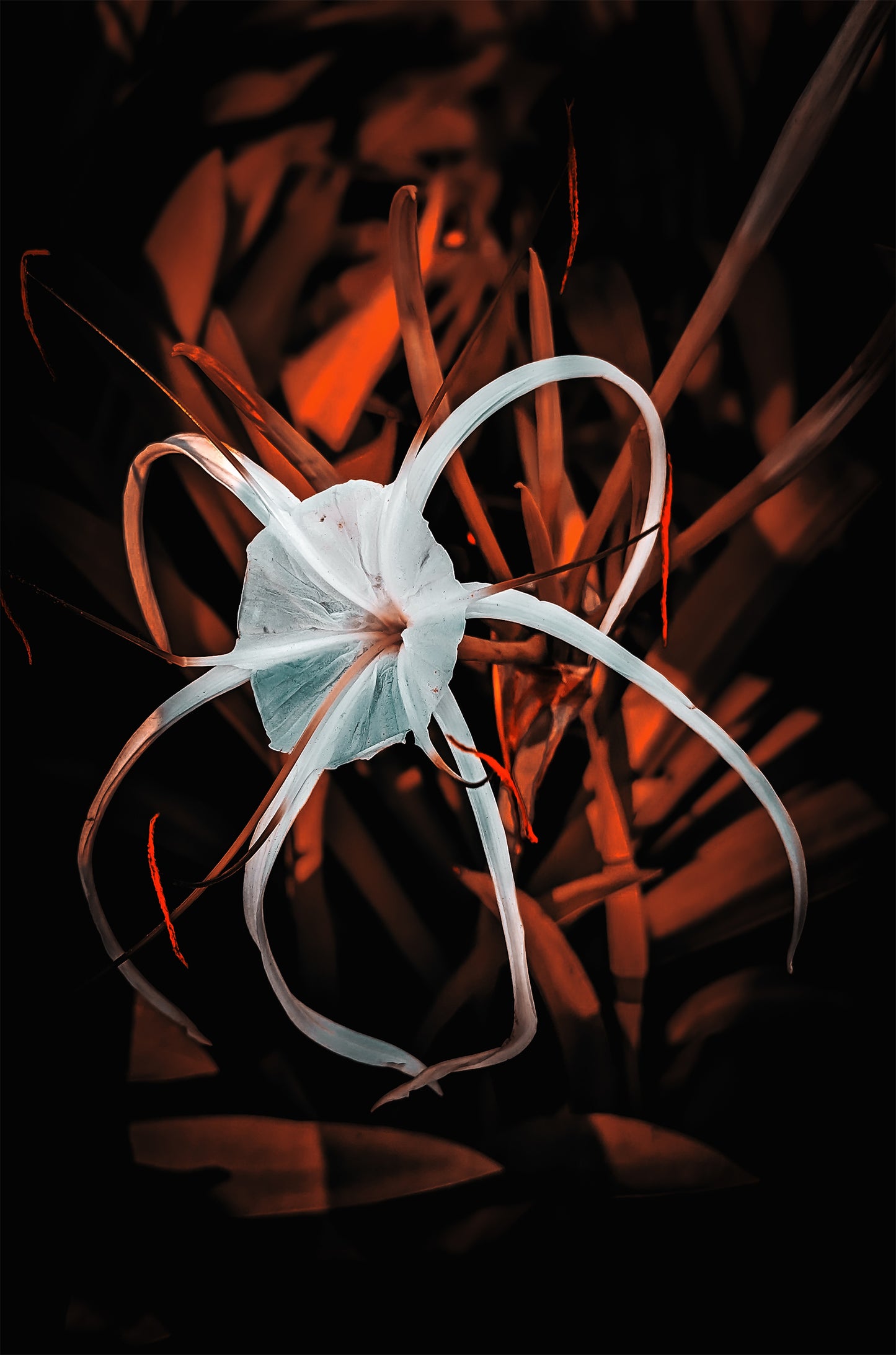 White Spider Lily Dark Nature 60x90cm Metal Print Ready to Hang
