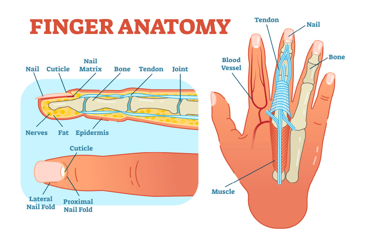 Finger Anatomy Medical Vector Home Decor Premium Quality Poster Print Choose Your Sizes - Bella Home Decor