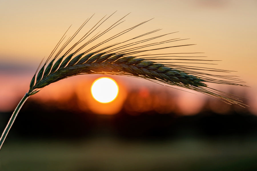 Barley Ear On a Background of a Disk of The Setting Sun Wall Art Decor 100% Australian Made - Bella Home Decor
