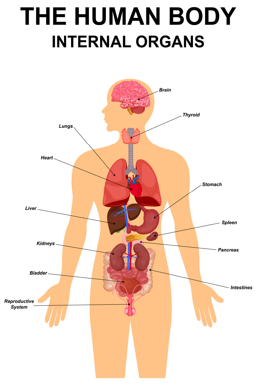Internal Organs of Human Body Home Decor Premium Quality Poster Print Choose Your Sizes - Bella Home Decor