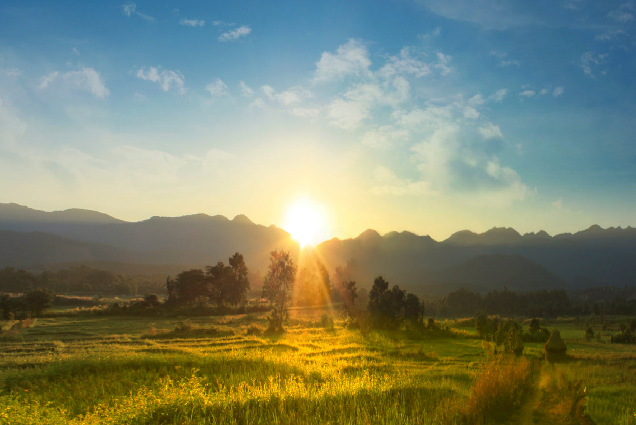 Sunset, Blossoming Meadow Home Decor Premium Quality Poster Print Choose Your Sizes - Bella Home Decor