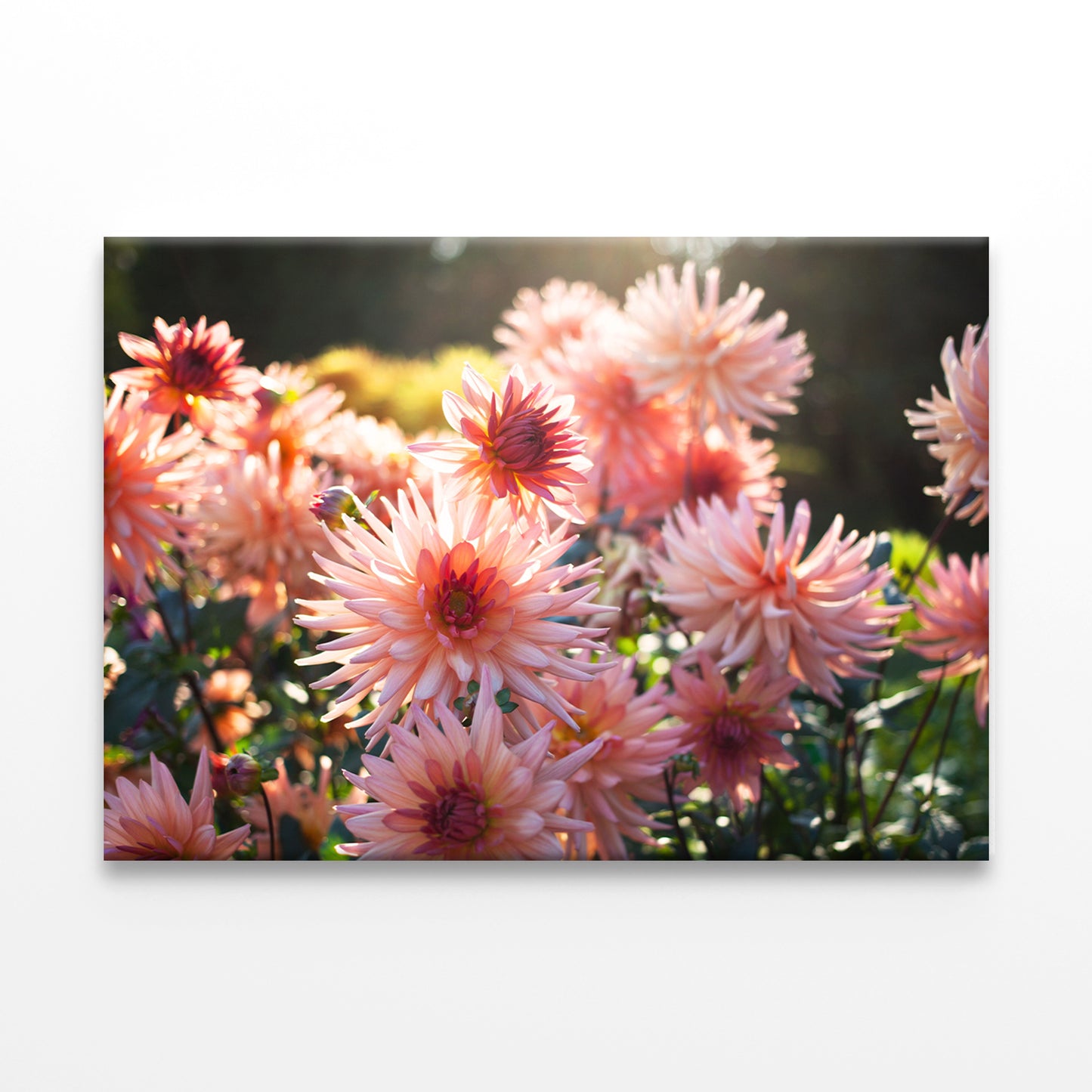 Blooming Dahlia Flowers in Garden Wall Art Decor 100% Australian Made - Bella Home Decor
