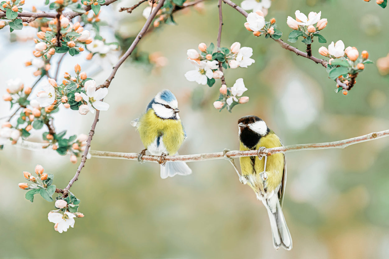 Spring Blossom Eurasian Blue Tit Birds Soft Floral Nursery Wall Art Decor 100% Australian Made