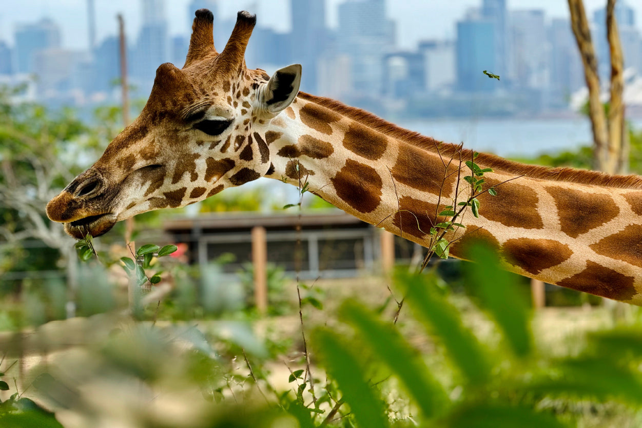 Giraffe at Taronga Zoo Sydney Wall Art Decor 100% Australian Made