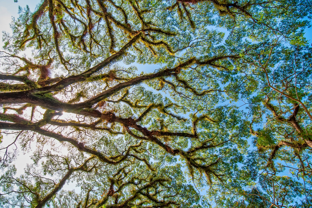 Tree Branches Daintree National Park Australia Wall Art Decor 100% Australian Made