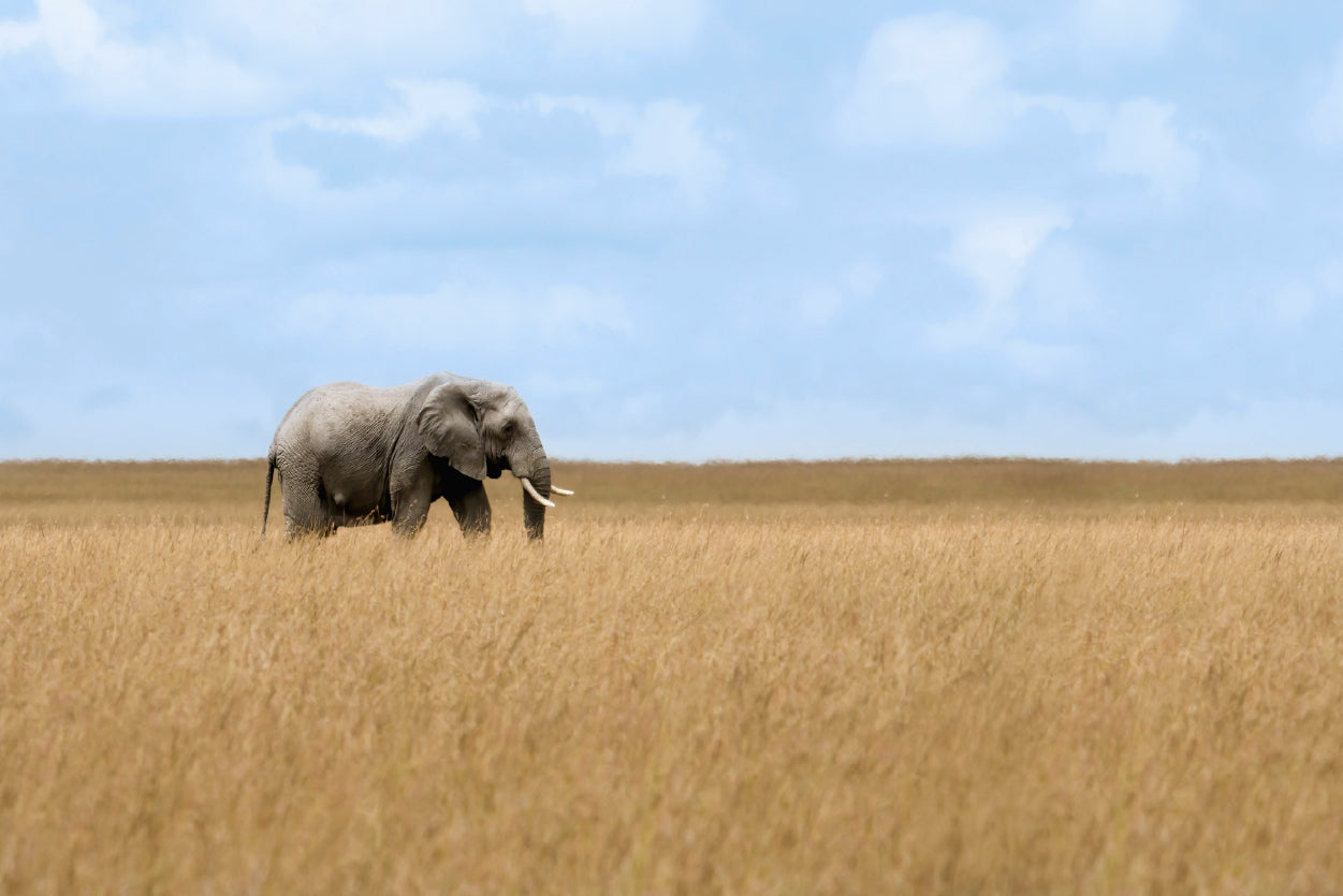 Elephant Walking Through Tall Grass in a Field Home Decor Premium Quality Poster Print Choose Your Sizes - Bella Home Decor