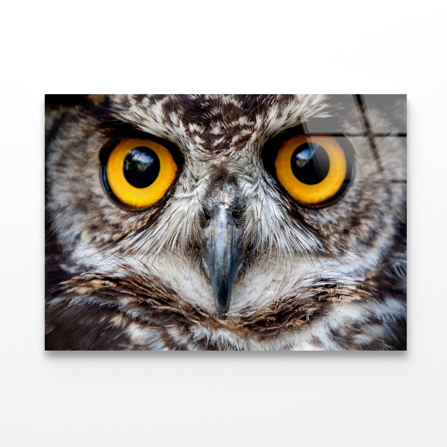 Close-Up of an Owl's Eyes Acrylic Glass Print Tempered Glass Wall Art 100% Made in Australia Ready to Hang - Bella Home Decor
