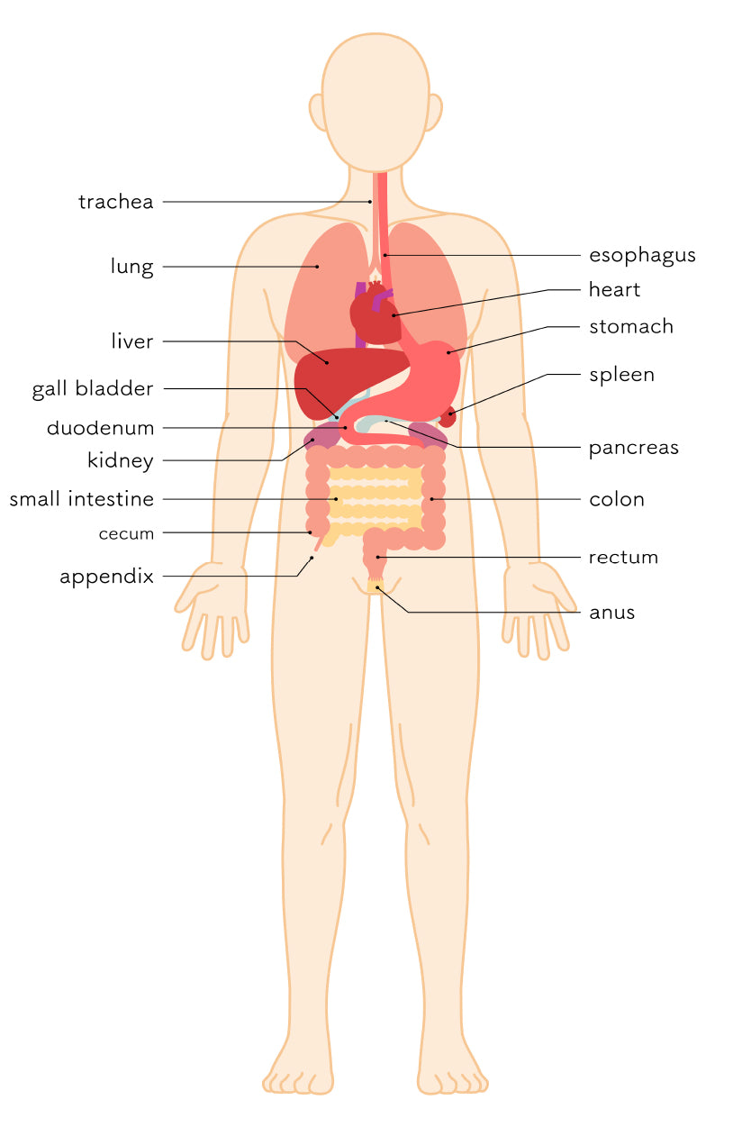 Structural Drawing of The Human Body Home Decor Premium Quality Poster Print Choose Your Sizes - Bella Home Decor