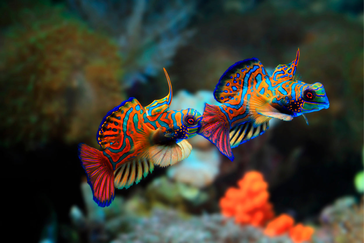 Vibrant Mandarin Dragonet Fish Pair Wall Art Decor 100% Australian Made