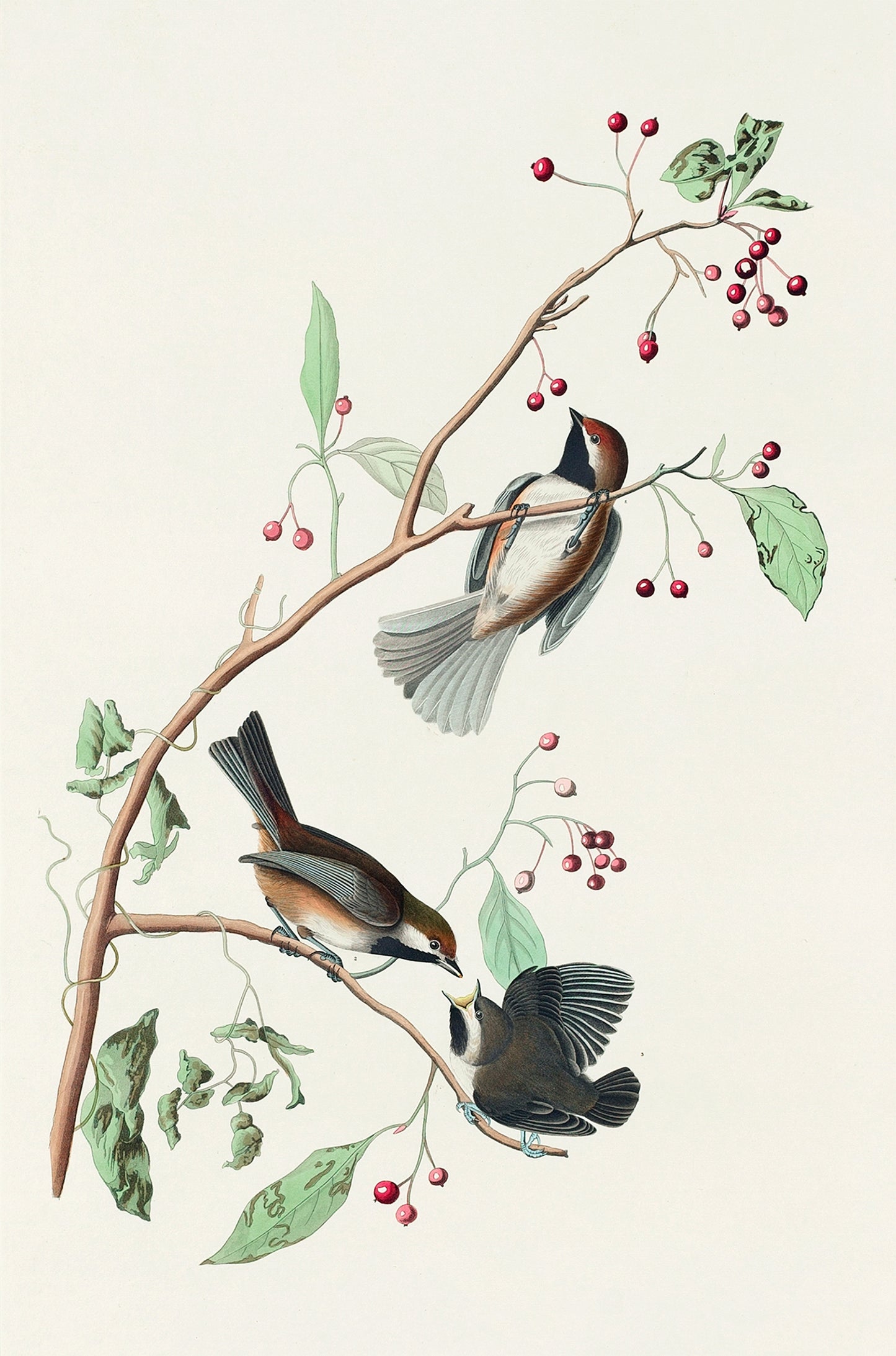 Songbirds on Red Berry Branch 40x60cm Metal Print Ready to Hang