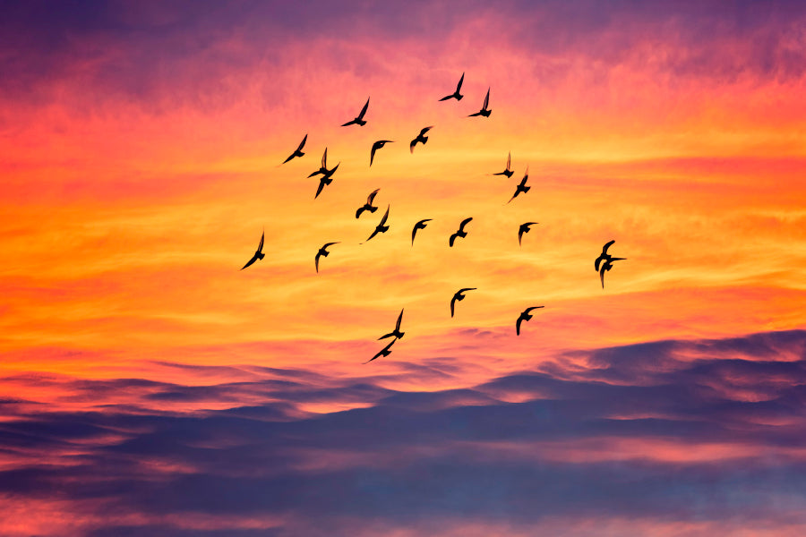 Birds Flying into Sunset Sky Home Decor Premium Quality Poster Print Choose Your Sizes - Bella Home Decor