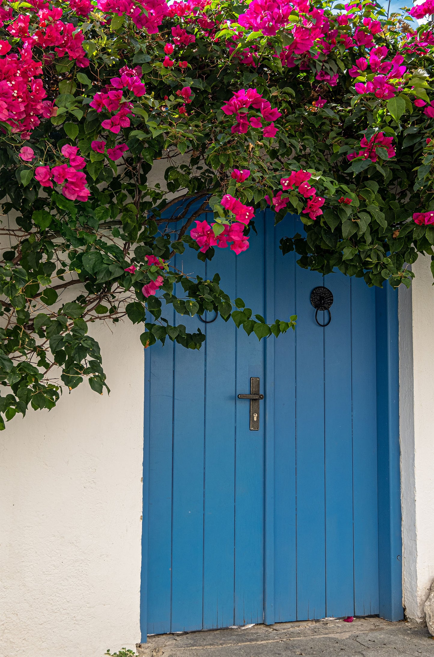 Blue Door Pink Bougainvillea 60x90cm Metal Print Ready to Hang