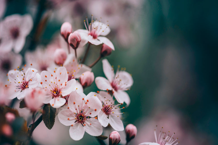 Closeup Of Spring Blossom Flower Wall Art Decor 100% Australian Made - Bella Home Decor