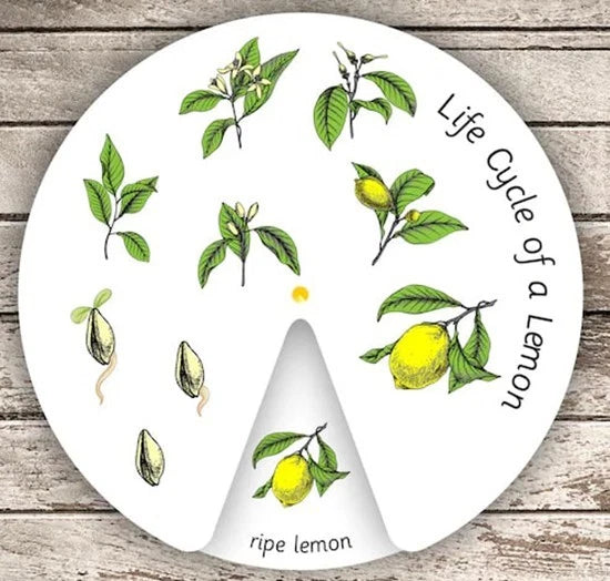 NEW (LAMINATED) LIFE CYCLE OF A LEMON (61X91CM) EDUCATIONAL CHART PICTURE PRINT