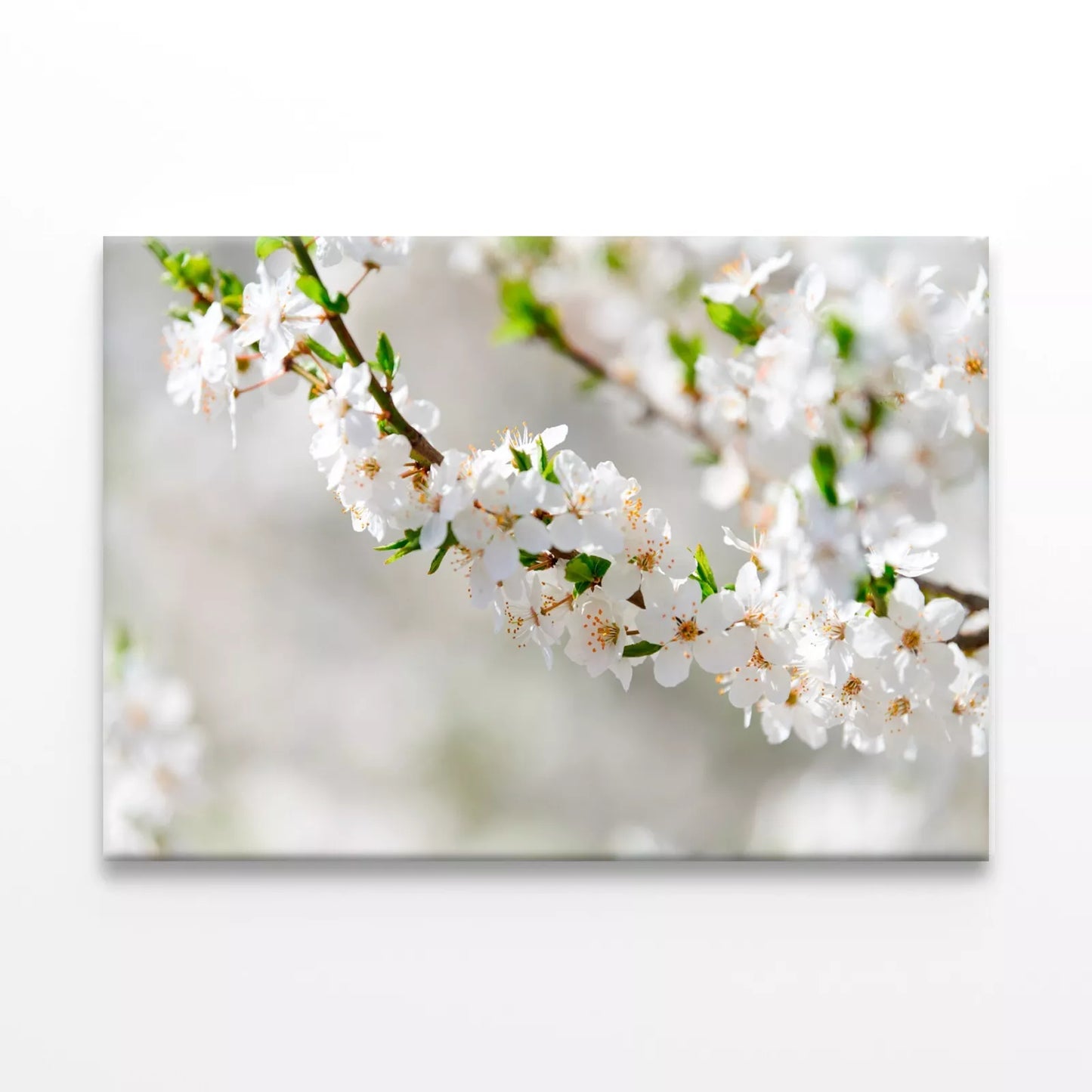 Elegant White Plum Blossom Wall Art Decor 100% Australian Made - Bella Home Decor