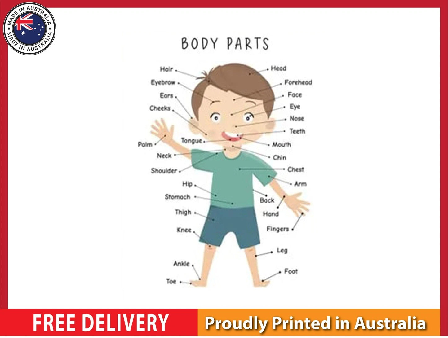 NEW (LAMINATED) Body Parts (61X91CM) Educational CHART PICTURE PRINT