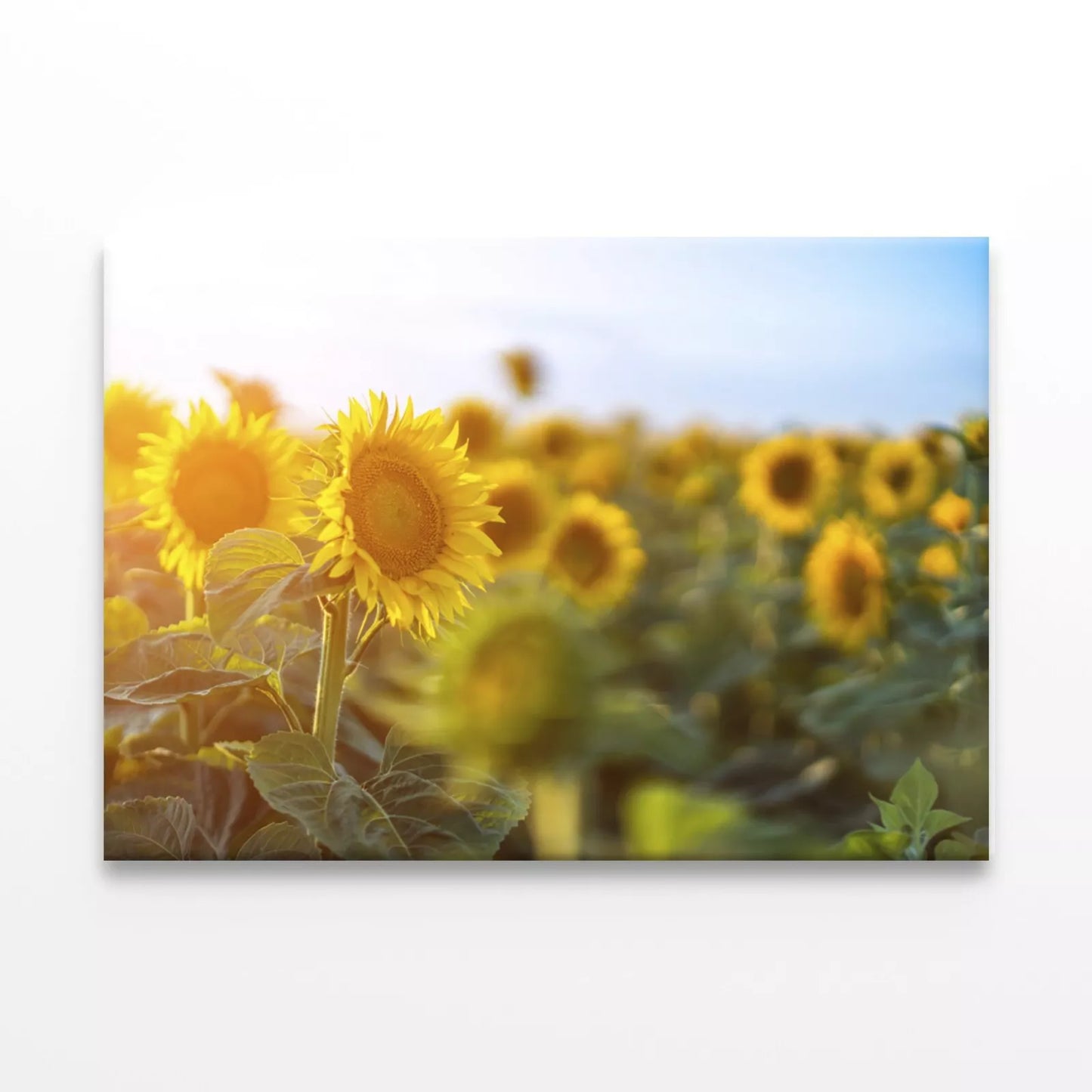 Sunflowers Against the sky Wall Art Decor 100% Australian Made - Bella Home Decor