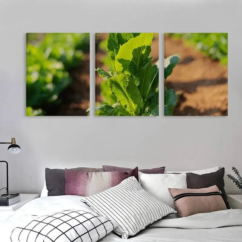 3pcs The Fresh Green Lettuce Growing Wall Art Set Canvas Framed 60x90cm - High Quality Print 100% Australian Made Wall Canvas Ready to Hang