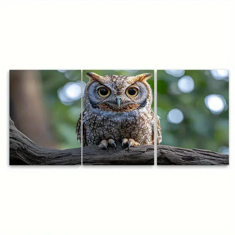 3pcs Realistic Eastern Screech Owl RK Wall Art Set Canvas Framed 60x90cm - High Quality Print 100% Australian Made Wall Canvas Ready to Hang