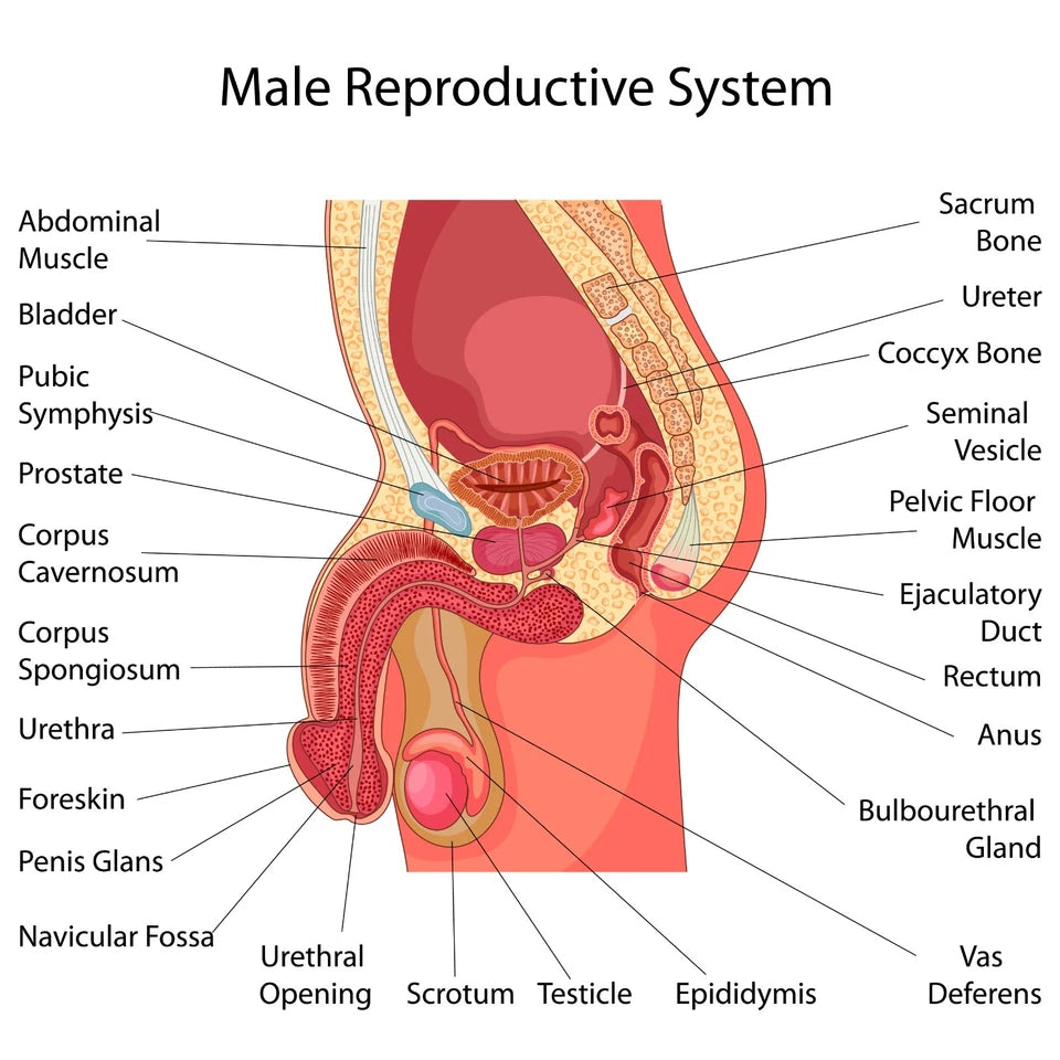 NEW (LAMINATED) MALE REPRODUCTIVE PART (61X91CM) EDUCATIONAL CHART PICTURE PRINT