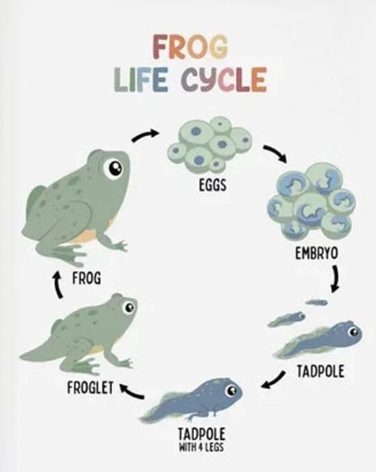 NEW (LAMINATED) FROG LIFE STYLE (61X91CM) EDUCATIONAL CHART PICTURE PRINT