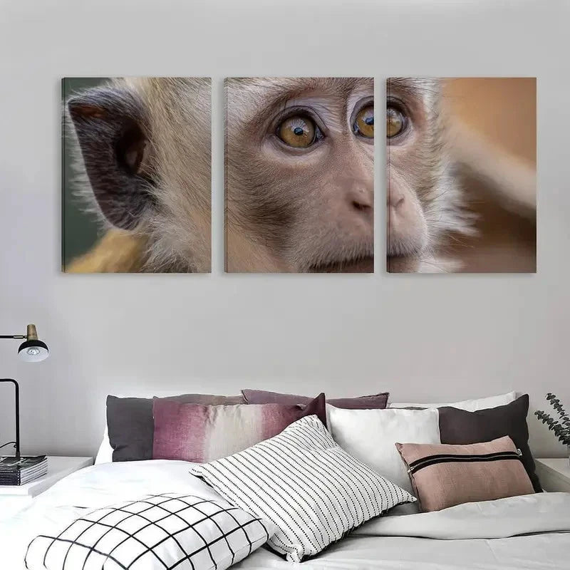 3pcs The Intense Stare Of The Monkey Wall Art Set Canvas Framed 50x70cm - High Quality Print 100% Australian Made Wall Canvas Ready to Hang