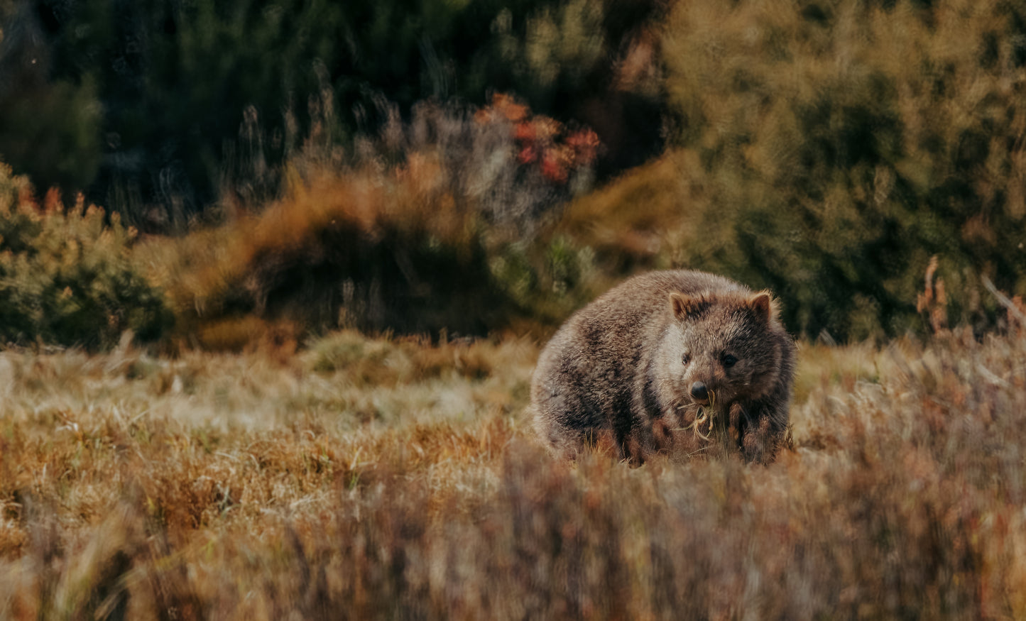Common Wombat Foraging in the Alpine Heaths of Cradle Mountain Wall Art Decor 100% Australian Made