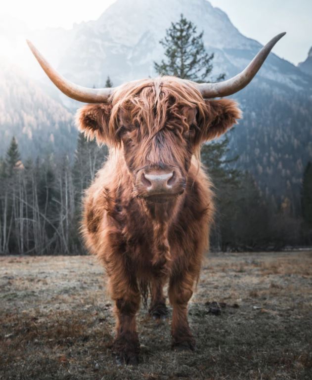 Highland Cow Portrait Photograph Home Decor Premium Quality Poster Print Choose Your Sizes