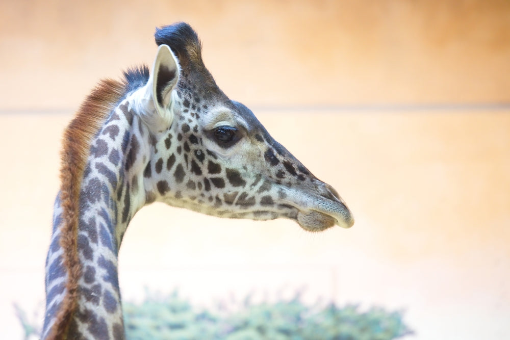 Giraffe Portrait Photograph Home Decor Premium Quality Poster Print Choose Your Sizes