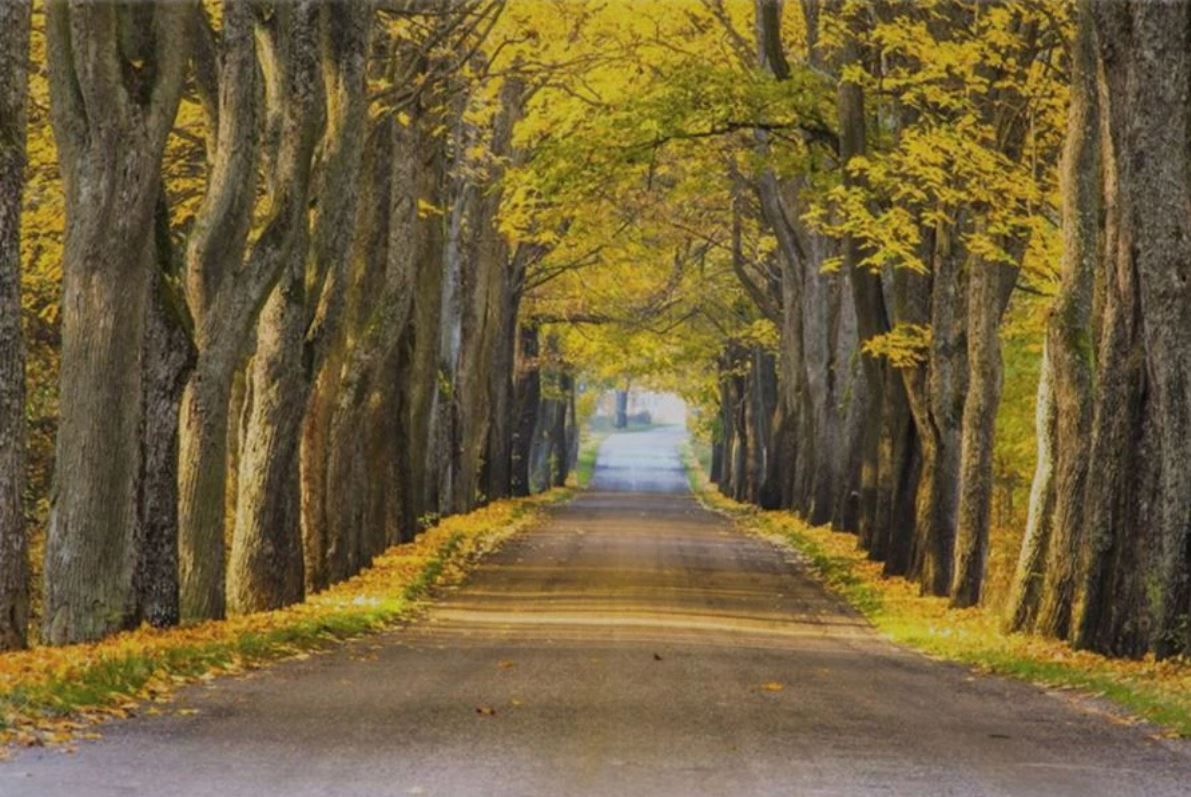 Wallpaper Murals Peel and Stick Removable Stunning Yellow Floral Trees Photograph High Quality