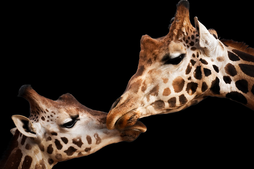 Giraffe Couple Portrait Photograph Print 100% Australian Made