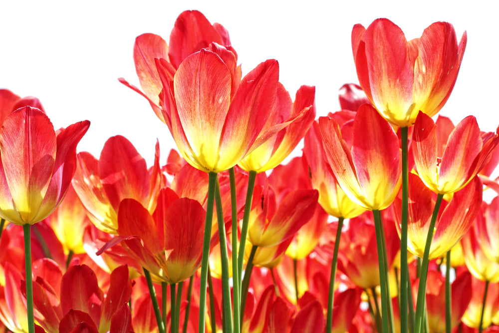 Red Flower Field Photograph Home Decor Premium Quality Poster Print Choose Your Sizes