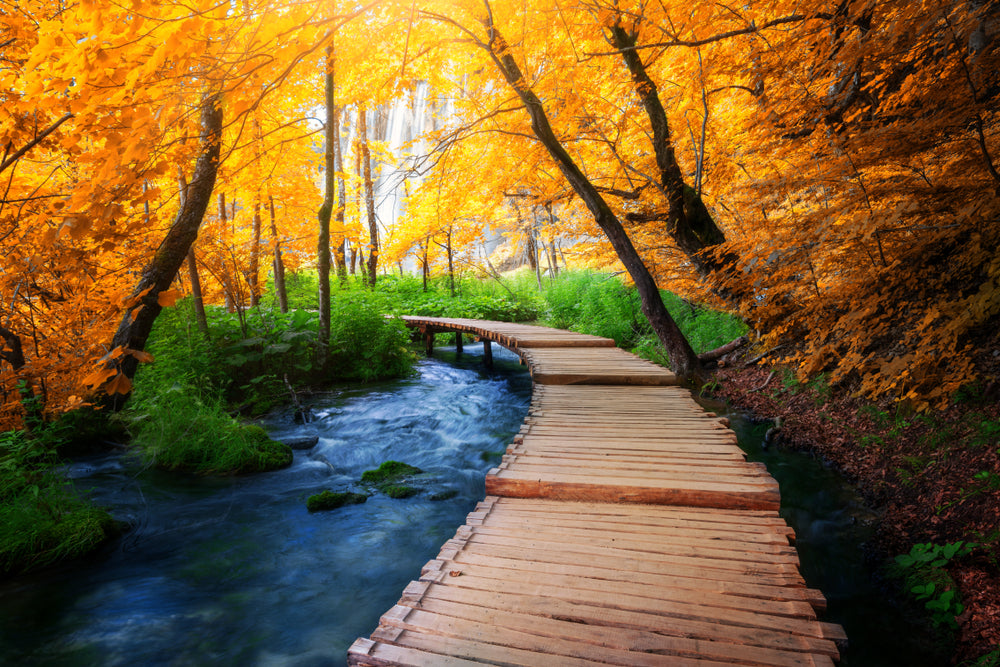 Colourful Forest with Wooden Pier Print 100% Australian Made