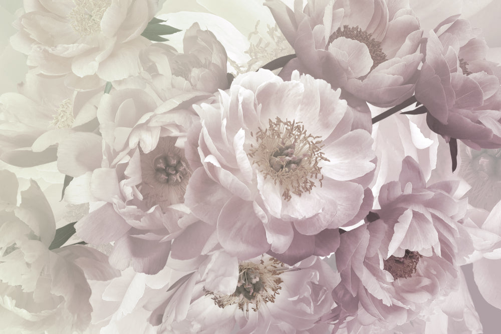 Peony Flower Closeup Photograph Home Decor Premium Quality Poster Print Choose Your Sizes