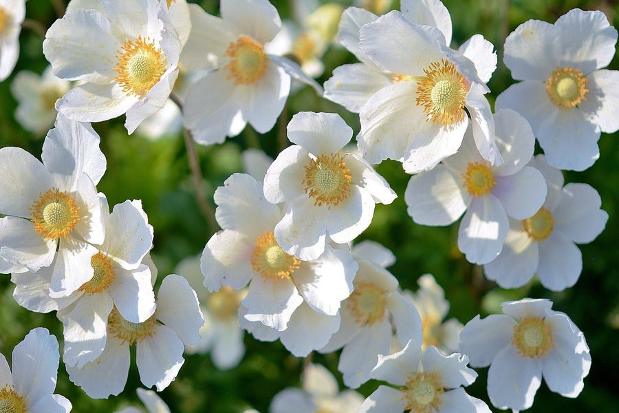 White Anemones Flowers Photograph Print 100% Australian Made