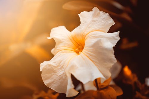 White Flower Closeup Photograph Print 100% Australian Made