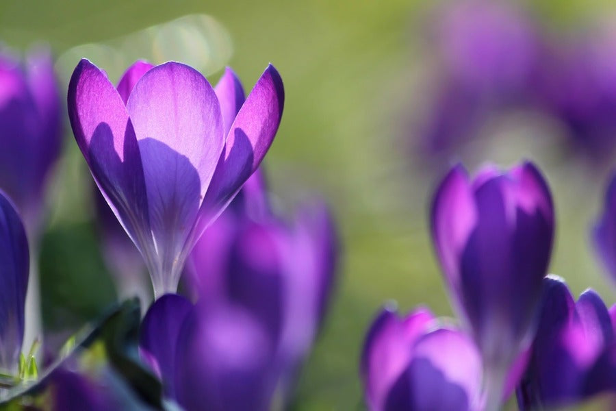 Purple Crocus Flowers Closeup Photograph Print 100% Australian Made