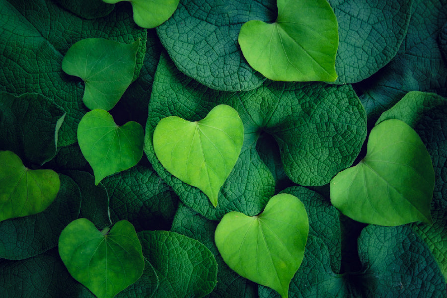 Green Hearts Leaves Photograph Print 100% Australian Made