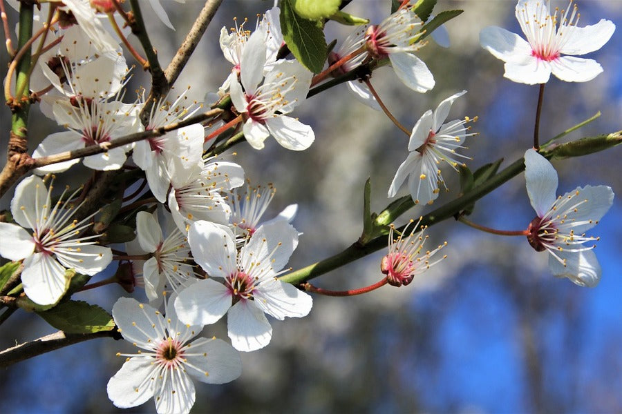White Cherry Blossom Flowers with Branches Photograph Print 100% Australian Made