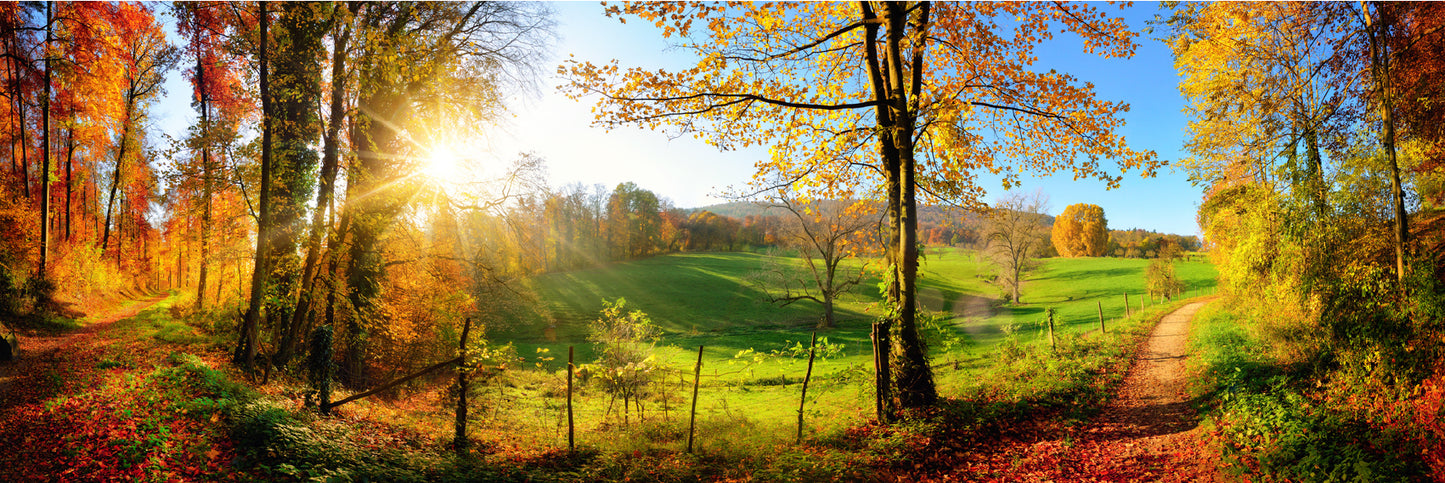 Panoramic Canvas Autumn Trees Pathway Scenery High Quality 100% Australian Made Wall Canvas Print Ready to Hang