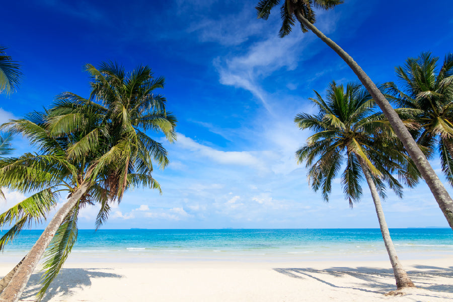 Palm Trees & Beach Island Scenery Photograph Print 100% Australian Made