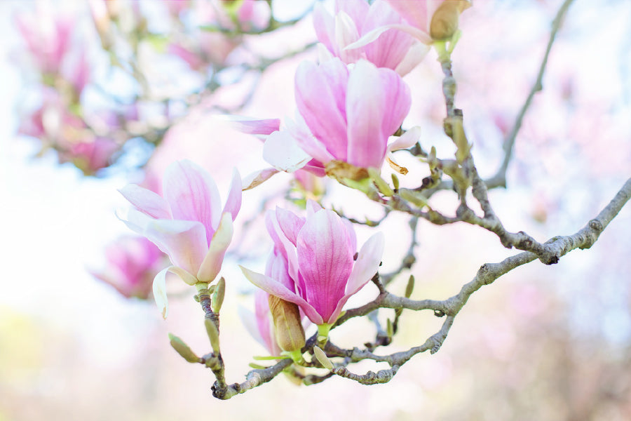 White Pink Magnolia Flowers View Photograph Print 100% Australian Made