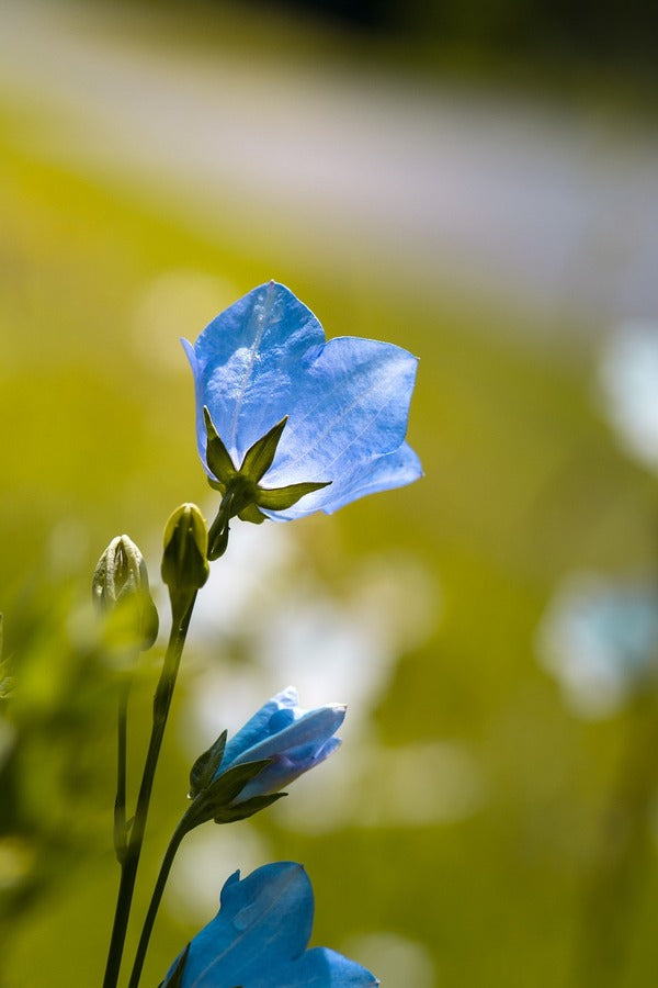 Blue Bellflower Closeup Photograph Print 100% Australian Made