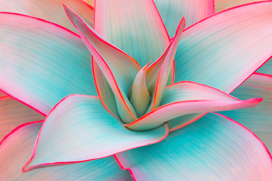 Exotic Flower Closeup Photograph Print 100% Australian Made