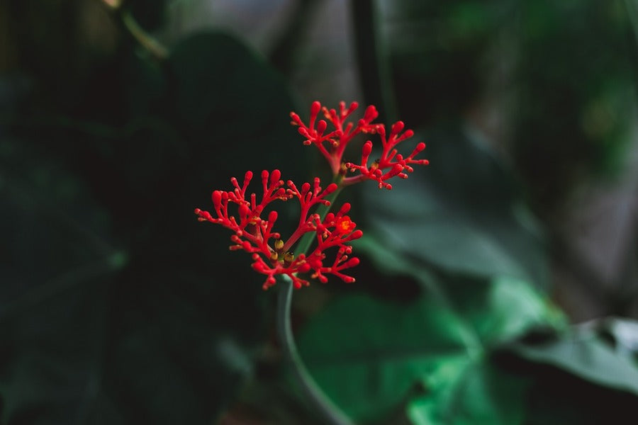 Ixora Coccinea Flowering Plant Photograph Print 100% Australian Made