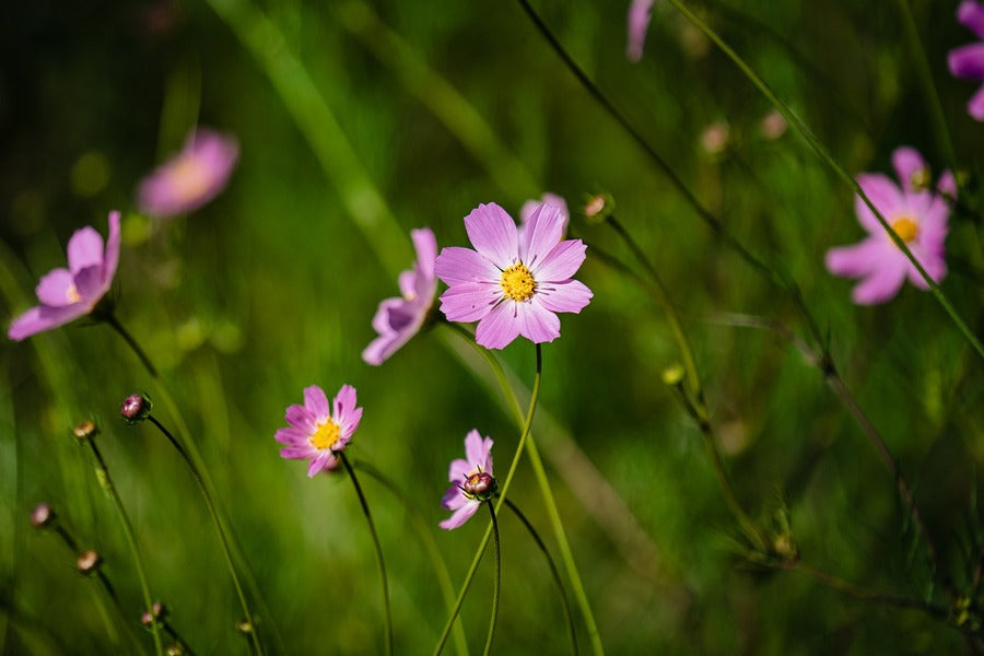 Pink Cosmos Flowers Plant Photograph Print 100% Australian Made