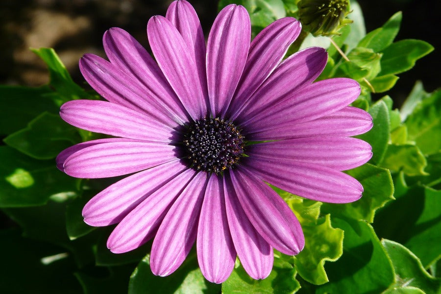 Pink Daisy Flower Closeup Photograph Print 100% Australian Made