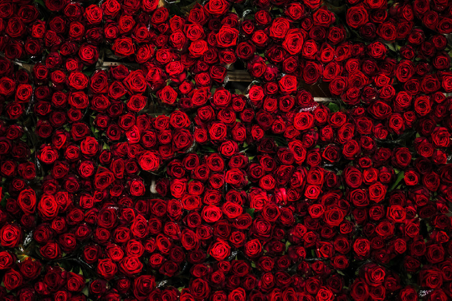 Red Roses View Photograph Print 100% Australian Made